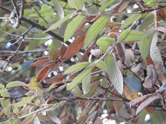 Quercus × dysophylla