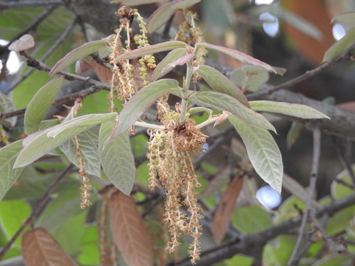 Quercus × dysophylla