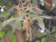 Quercus × dysophylla