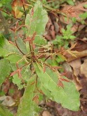 Quercus sebifera