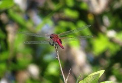 Tramea abdominalis