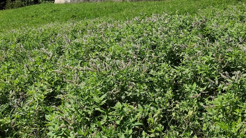 Mentha longifolia