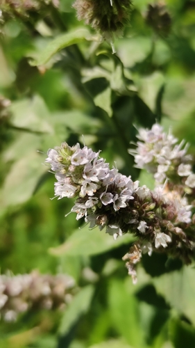 Mentha longifolia