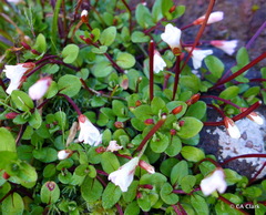 Epilobium macropus