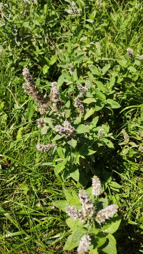 Mentha longifolia