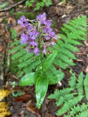 Platanthera grandiflora