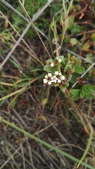 Crassula setulosa setulosa