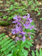 Platanthera grandiflora