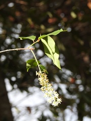 Prunus serotina capuli