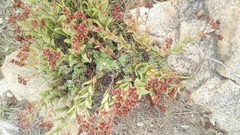 Crassula setulosa setulosa