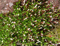 Epilobium macropus