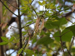 Acer negundo mexicanum