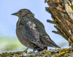 Euphagus cyanocephalus