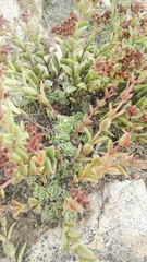 Crassula setulosa setulosa