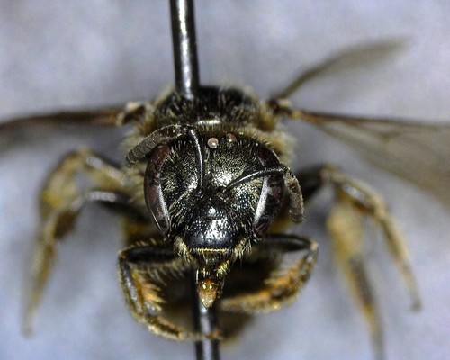 iNaturalist observation photo of Evylaeus