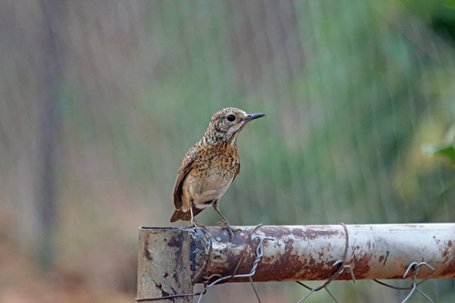Monticola angolensis