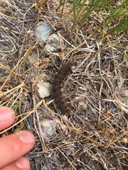 Hemileuca eglanterina