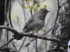 Turdus nigriceps