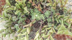 Crassula setulosa setulosa