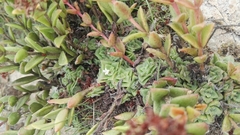 Crassula setulosa setulosa