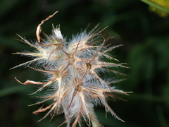 Trifolium incarnatum molinerii