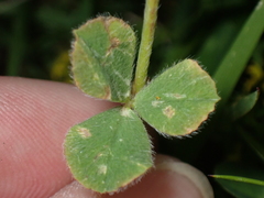 Trifolium incarnatum molinerii