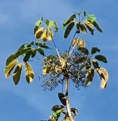 Didymopanax