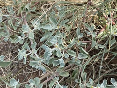 Tidestromia lanuginosa