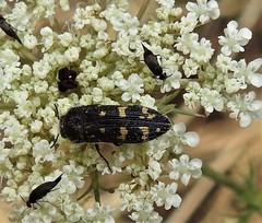 Acmaeoderella flavofasciata flavofasciata