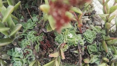 Crassula setulosa setulosa