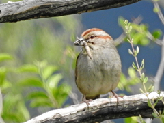 Rhynchospiza strigiceps