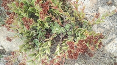 Crassula setulosa setulosa