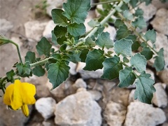 Solanum peruvianum