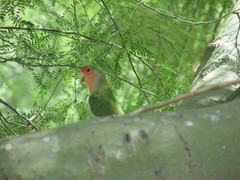 Agapornis roseicollis