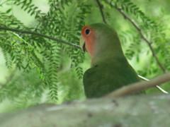 Agapornis roseicollis