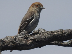 Knipolegus striaticeps