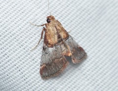 Cacozelia basiochrealis