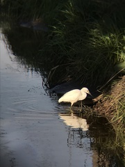 Egretta thula thula