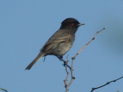 Knipolegus striaticeps