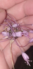 Allium carinatum