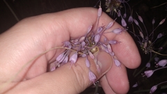 Allium carinatum