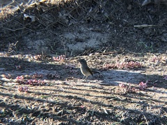 Colorhamphus parvirostris
