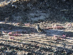 Colorhamphus parvirostris