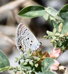 Hemiargus ceraunus filenus