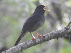 Turdus nigriceps