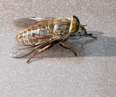 Hybomitra frontalis
