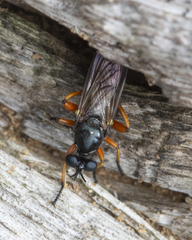 Laphria sadales