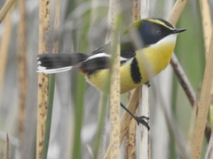 Tachuris rubrigastra