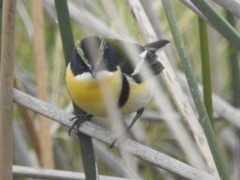 Tachuris rubrigastra