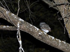 Micrathene whitneyi